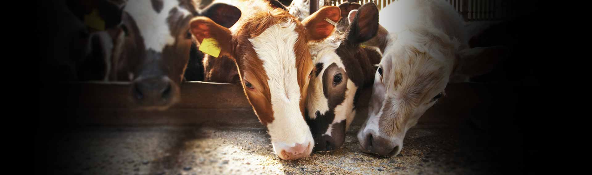 Additifs pour l'alimentation animale