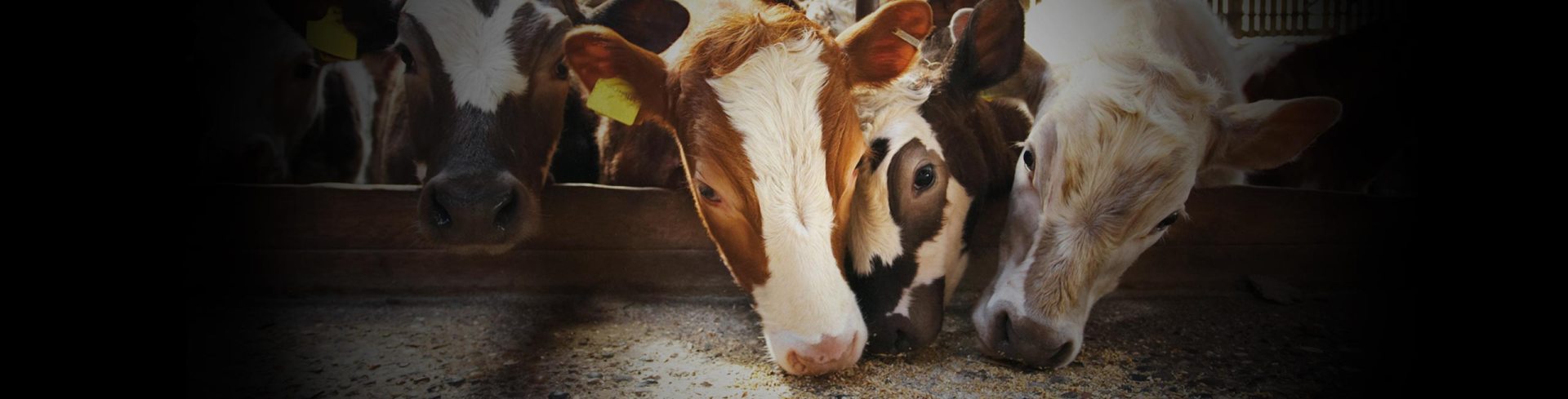 Animal Feed Additives